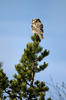 Northern Hawk-owl