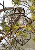 Northern Hawk-owl