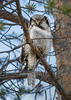 Northern Hawk-owl