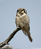 Northern Hawk-owl