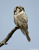 Northern Hawk-owl