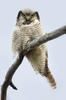 Northern Hawk-owl