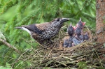 Notenkraker Europese vogel