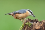 Nuthatch