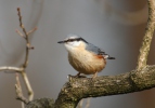 Nuthatch