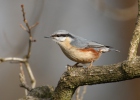 Nuthatch