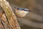 Nuthatch