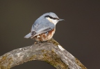 Nuthatch