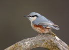 Nuthatch