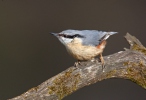 Nuthatch