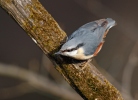 Nuthatch