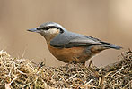 Nuthatch