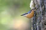 Nuthatch