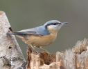 Nuthatch