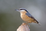 Nuthatch