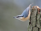 Nuthatch