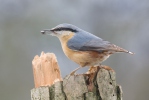 Nuthatch