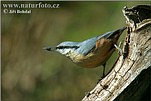 Nuthatch