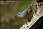 Nuthatch