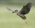 Nycticorax nycticorax