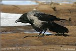 ooded Crow, Hoodiecrow