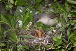 Orphean Warbler