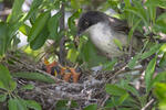 Orphean Warbler