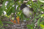 Orphean Warbler