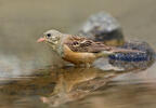 Ortolan Bunting