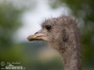 Ostrich