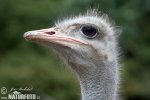 Ostrich