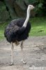 Ostrich