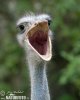 Ostrich