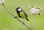 Parus major