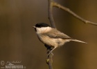 Parus palustris