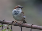 Passer domesticus