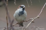 Passer domesticus