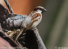 Passer domesticus