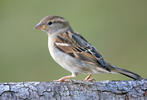 Passer domesticus