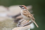 Passer montanus