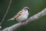 Passer montanus