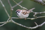 Passer montanus