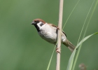 Passer montanus