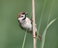 Passer montanus