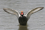 Pato-de-bico-vermelho