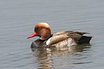 Pato-de-bico-vermelho