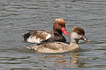 Pato-de-bico-vermelho