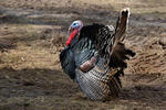 Pavo doméstico