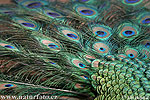 Pavo real común