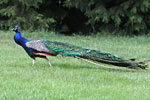 Pavo real común